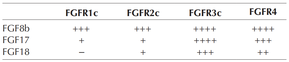 FGF8:口腔疾病潜在靶标 FGF8:口腔疾病潜在靶标
