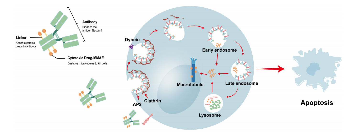 ADC赛道新型靶点Nectin-4 ADC赛道新型靶点Nectin-4