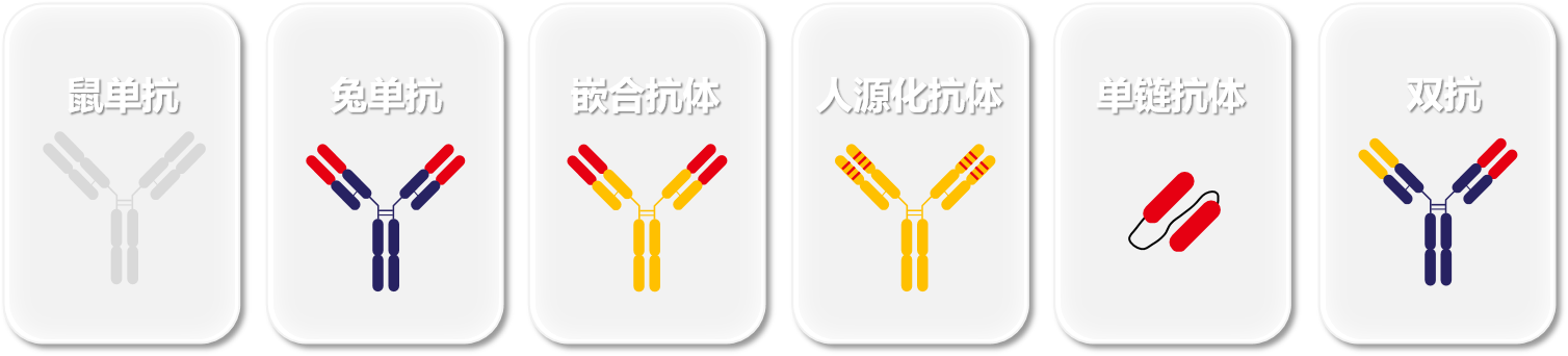 重组抗体表达服务 重组抗体表达服务