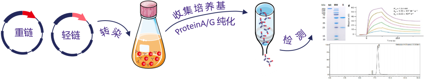 重组抗体表达服务 重组抗体表达服务