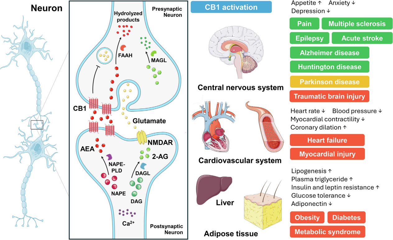 大麻素受体CNR1 大麻素受体CNR1