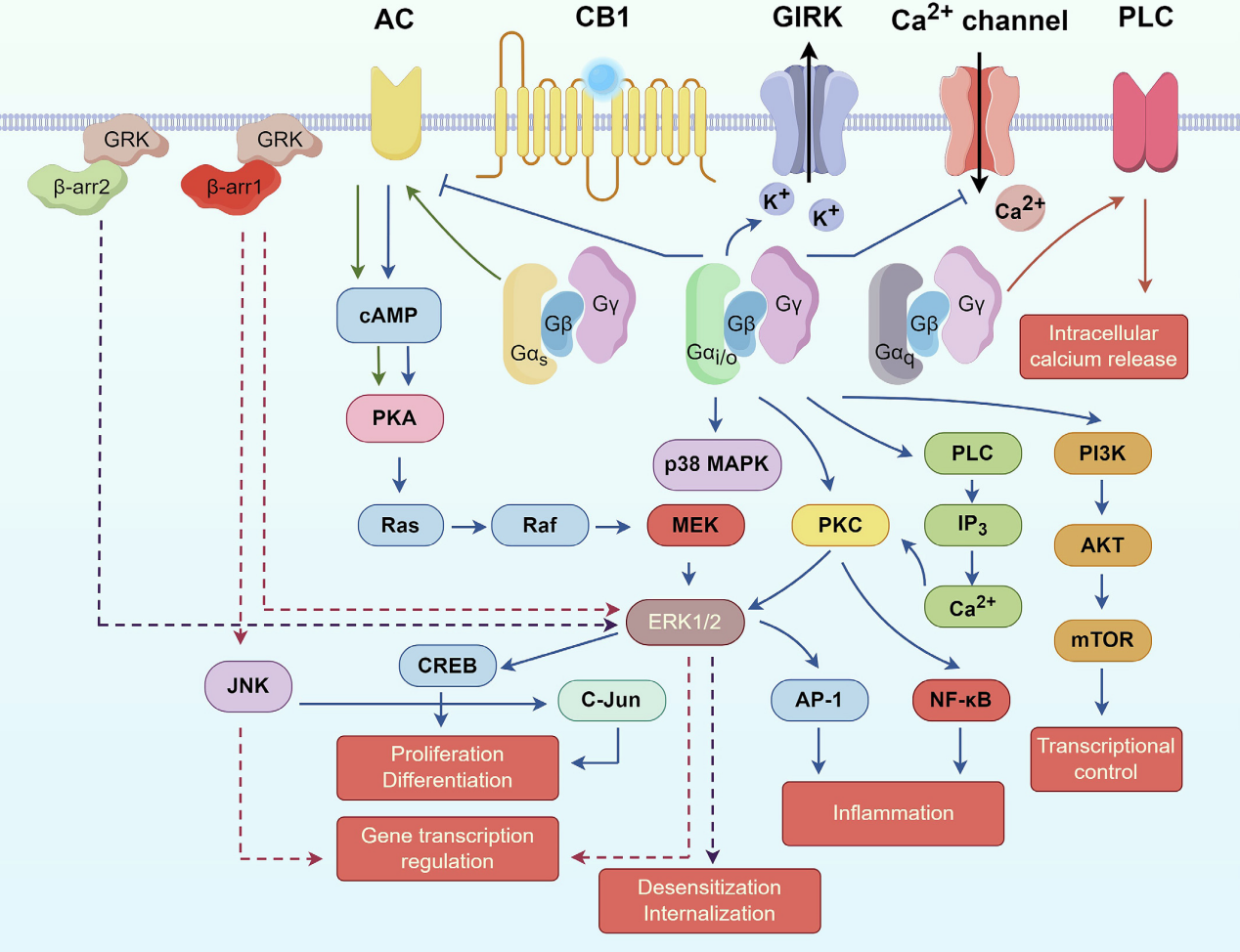 大麻素受体CNR1 大麻素受体CNR1