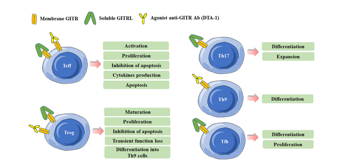 共刺激受体GITR 共刺激受体GITR
