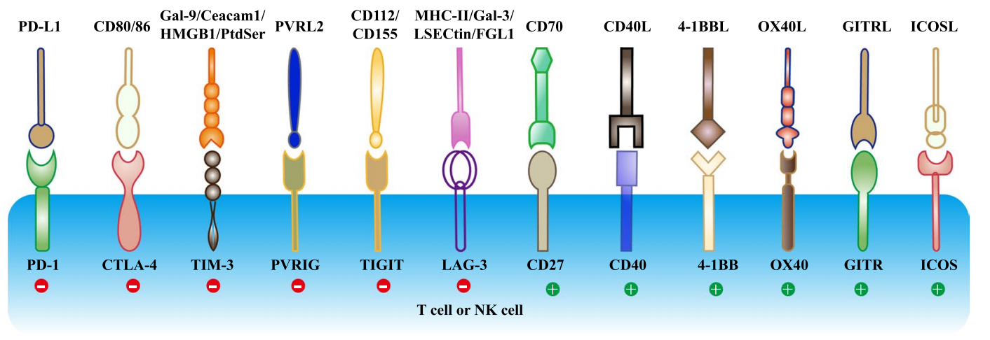 肿瘤逃逸开关PD-1/PD-L1 肿瘤逃逸开关PD-1/PD-L1