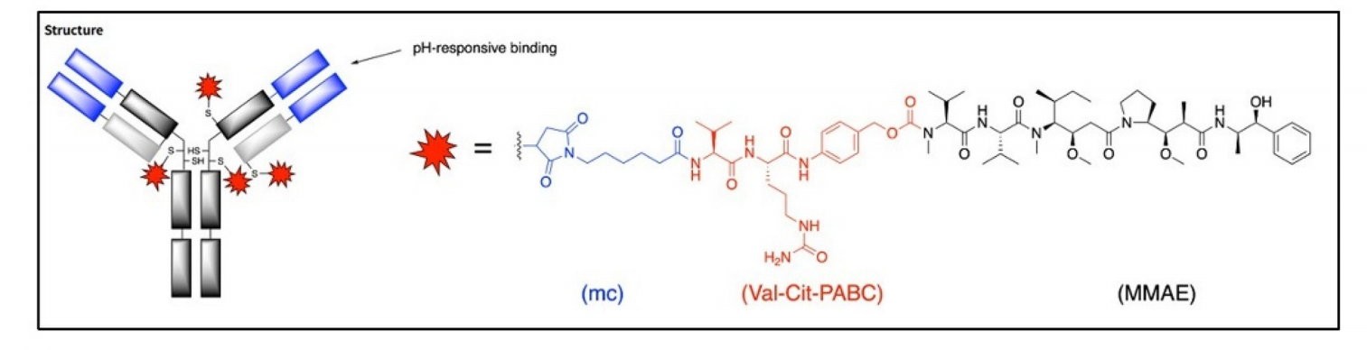 酪氨酸蛋白激酶跨膜受体ROR2 酪氨酸蛋白激酶跨膜受体ROR2