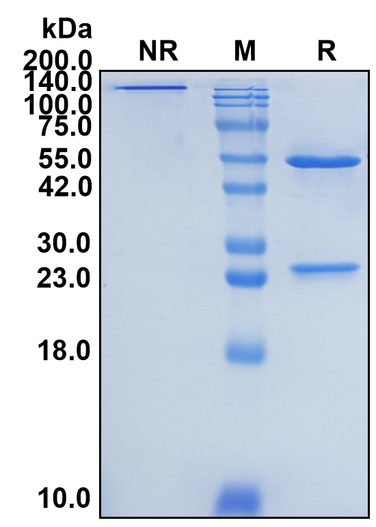 (Abelacimab)Biosimilar Reference Antibody(F11)