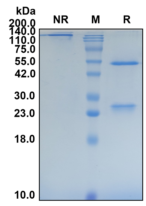 (Abiprubart)Biosimilar Reference Antibody(TNFRSF5/CD40)