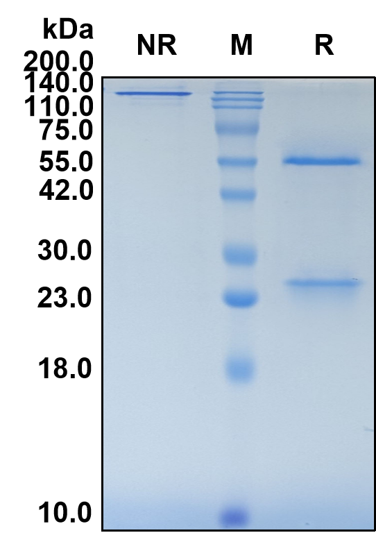 (Abrilumab)Biosimilar Reference Antibody(ITGA4B7)