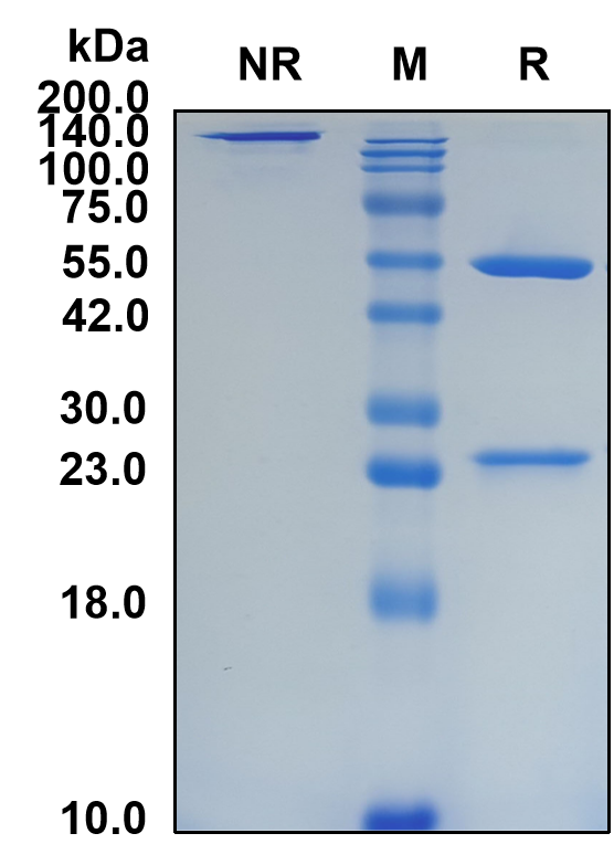 (Actoxumab)Biosimilar Reference Antibody(Clostridium difficile Toxin A)