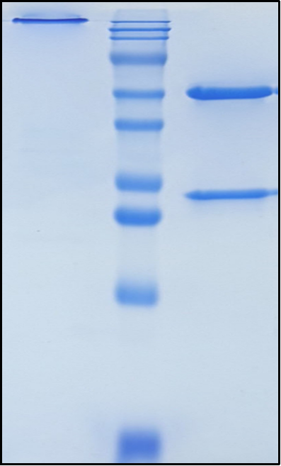 (Adecatumumab)Biosimilar Reference Antibody(EPCAM/CD326)