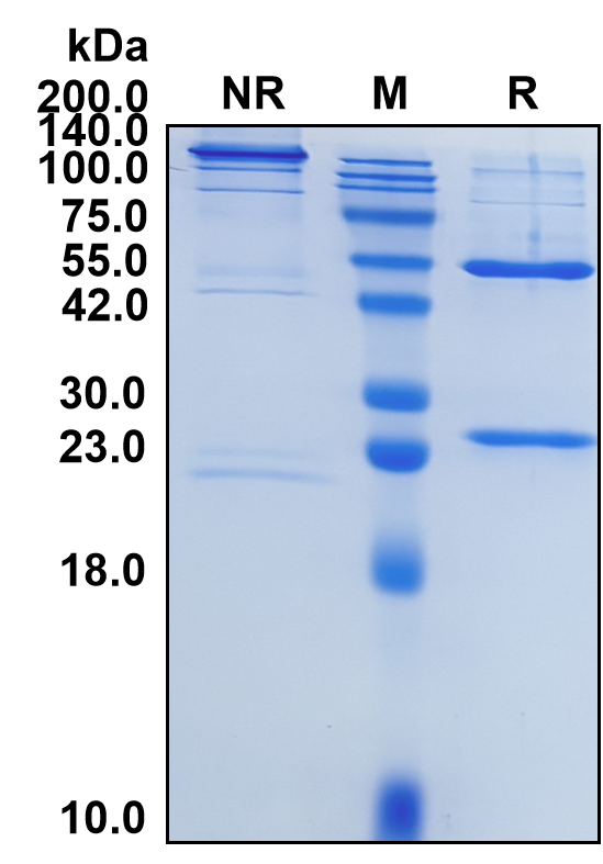 (Alemtuzumab)Biosimilar Reference Antibody(CD52)
