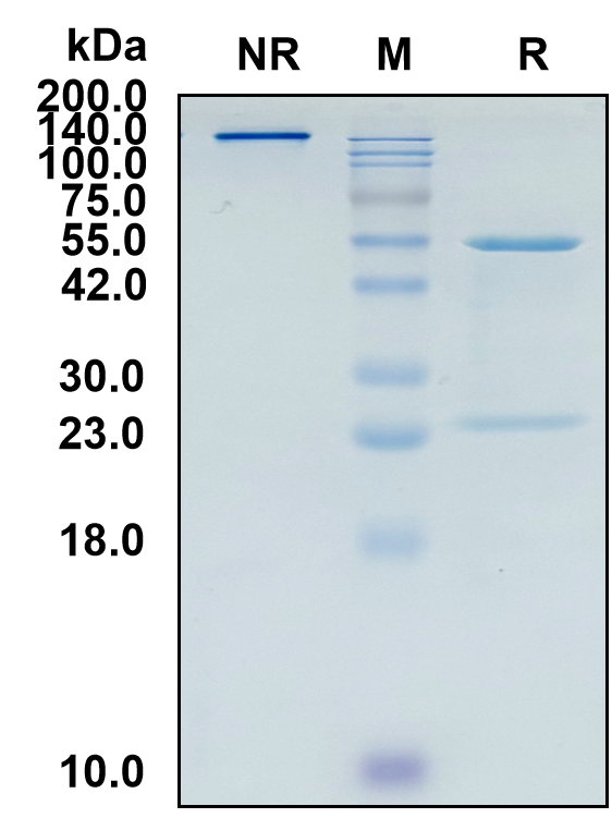 (Alextatug)Biosimilar Reference Antibody(RNP complex containing PABPC1)(CAS NO:2768264-93-1)