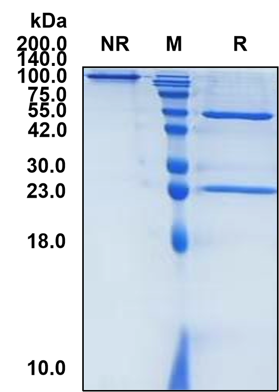 (Alsevalimab)Biosimilar Reference Antibody(VTCN1/B7H4)