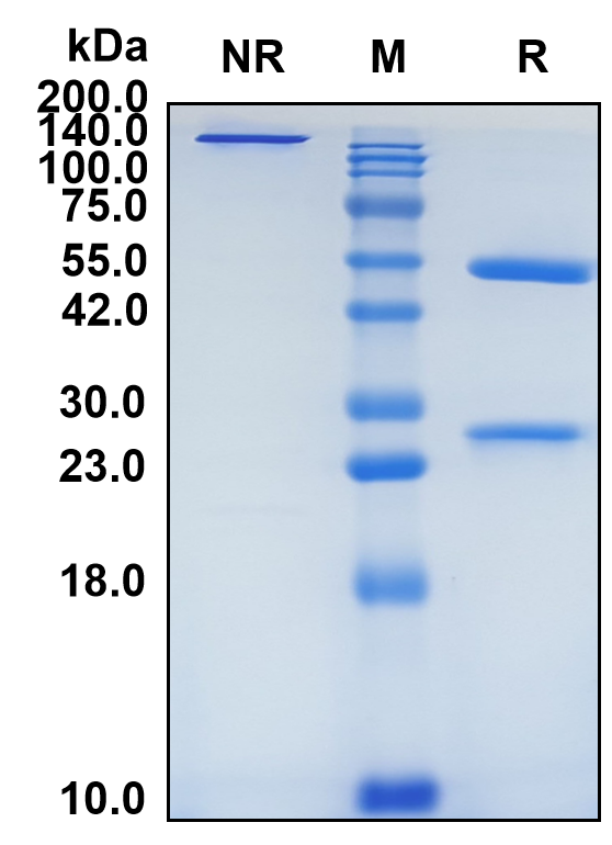 (Anrukinzumab)Biosimilar Reference Antibody(IL13)
