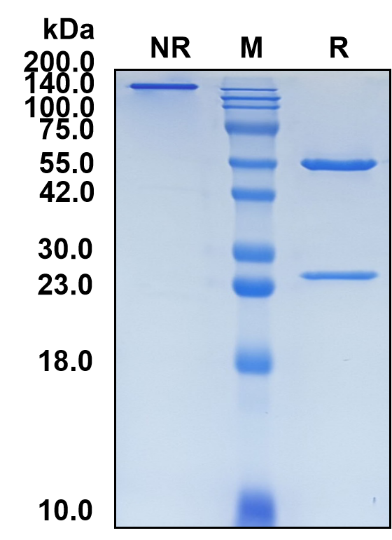(Aprutumab)Biosimilar Reference Antibody(FGFR2/CD332)