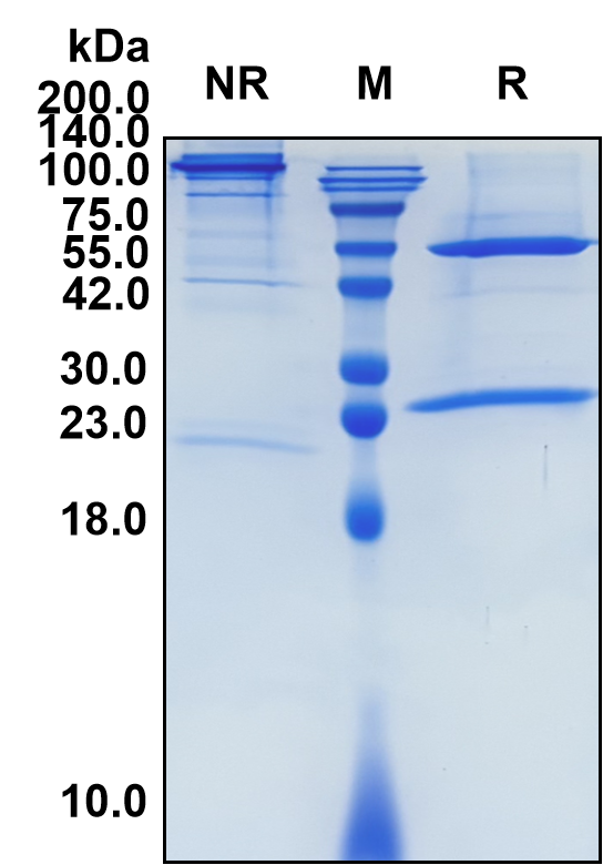 (Atezolizumab)Biosimilar Reference Antibody(PDL1/CD274)