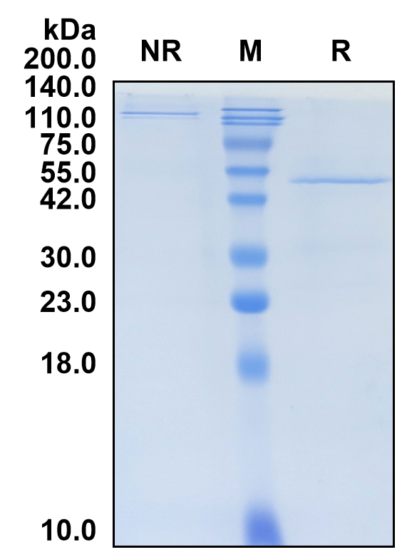 (Atinumab)Biosimilar Reference Antibody(RTN4/Nogo)