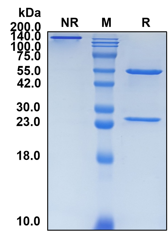 (Avdoralimab)Biosimilar Reference Antibody(C5AR1/CD88)