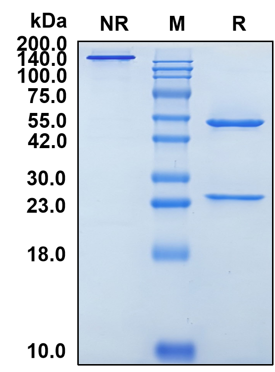 (Avizakimab)Biosimilar Reference Antibody(IL21)