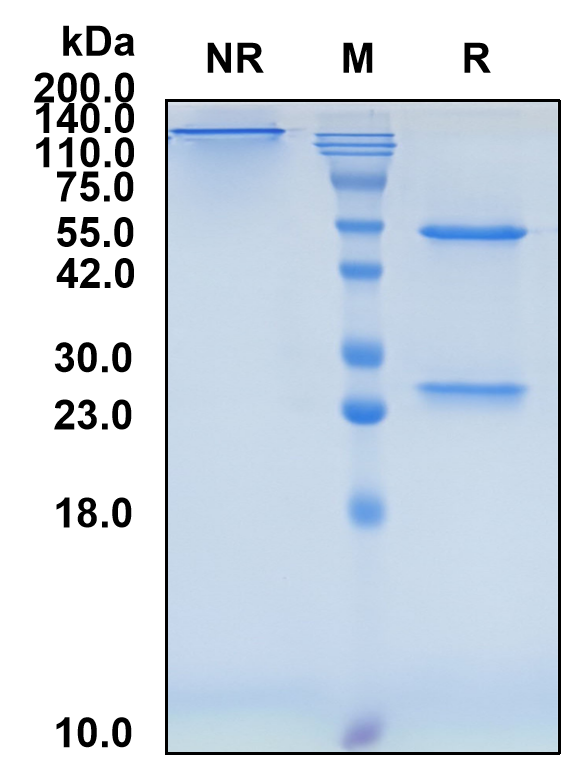 (Balstilimab)Biosimilar Reference Antibody(PDCD1/CD279/PD1)