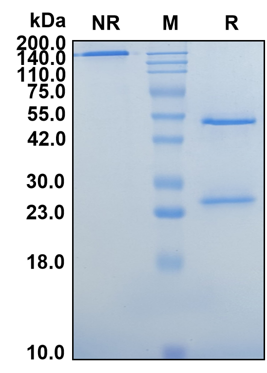 (Bapotulimab)Biosimilar Reference Antibody(ILDR2)