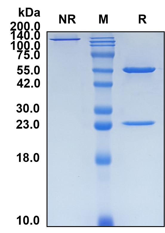 (Barecetamab)Biosimilar Reference Antibody(ERBB3/HER3)