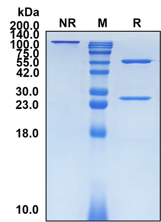 (Bavituximab)Biosimilar Reference Antibody(Phosphatidylserine)