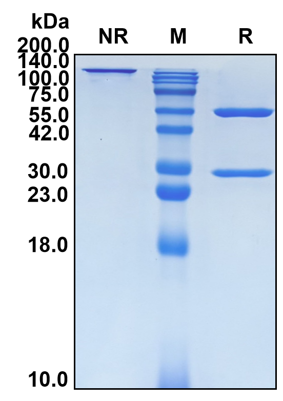 (Becotatug)Biosimilar Reference Antibody(EGFR/ERBB1/HER1)
