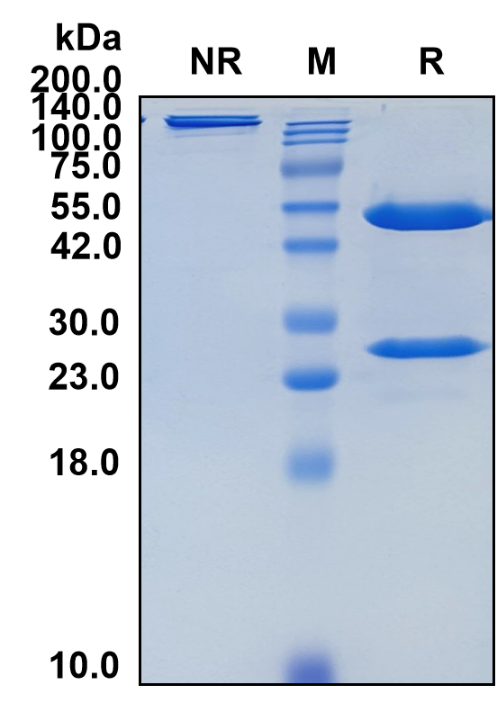 (Bedinvetmab)Biosimilar Reference Antibody(NGFB (Canine))(CAS NO:2171034-69-6)