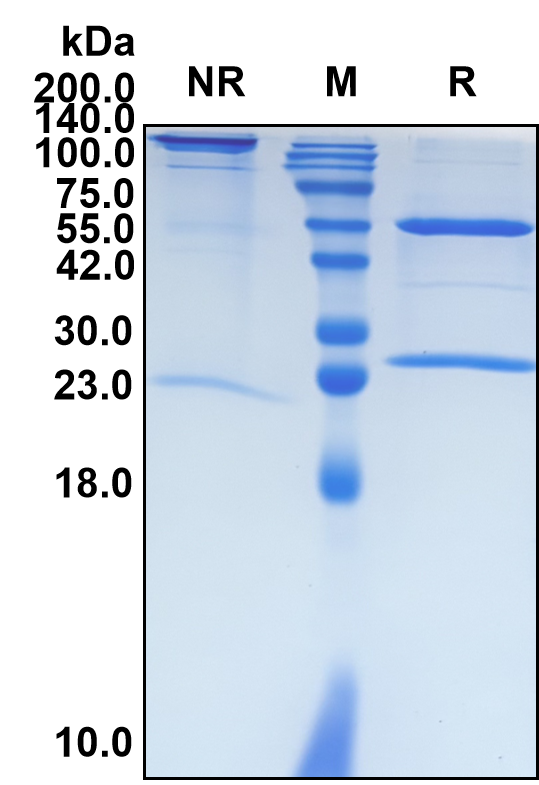 (Belimumab)Biosimilar Reference Antibody(TNFSF13B/CD257/BAFF)