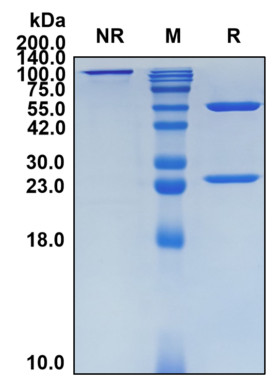 (Belrestotug)Biosimilar Reference Antibody(TIGIT/WUCAM/VSTM3)