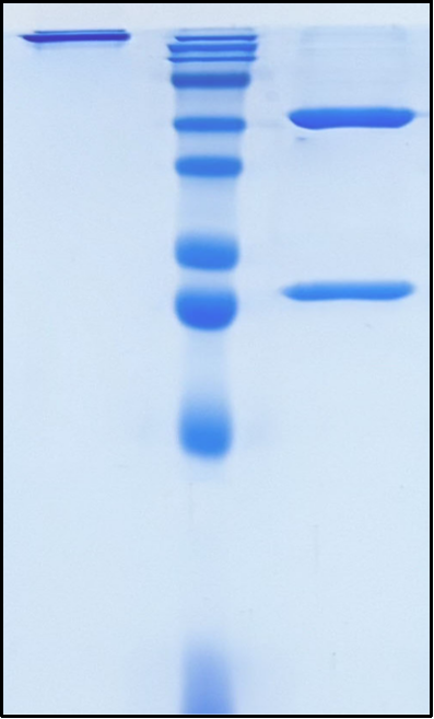 (Bempikibart)Biosimilar Reference Antibody(IL7R/CD127)