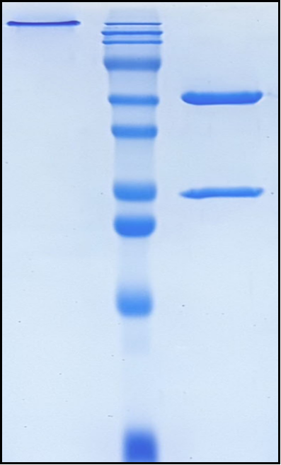 (Betifisolimab)Biosimilar Reference Antibody(PDL1/CD274)