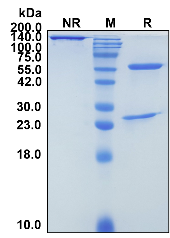 (Bezetabart)Biosimilar Reference Antibody(CD74/HLA class II histocompatibility antigen gamma chain)