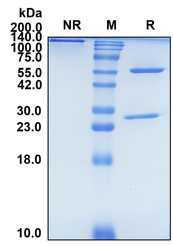 (Boserolimab)Biosimilar Reference Antibody(TNFRSF7/CD27)