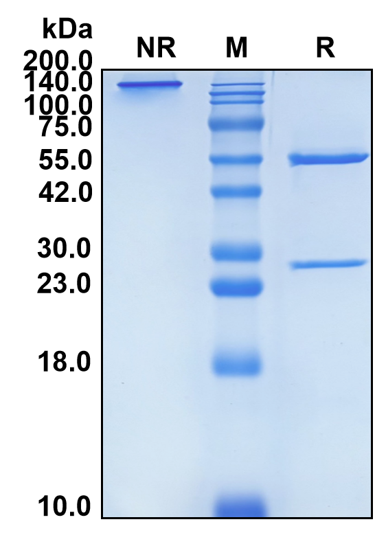 (Briakinumab)Biosimilar Reference Antibody(IL12B/CLMFp40)