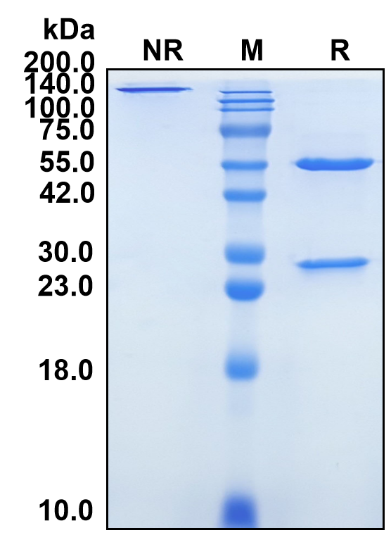 (Briquilimab)Biosimilar Reference Antibody(KIT/CD117)