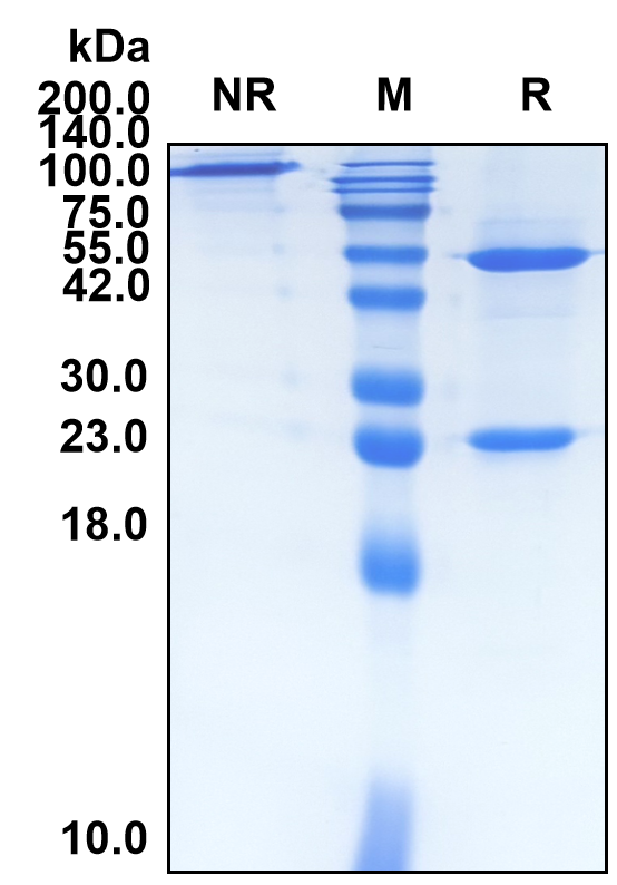 (Brodalumab)Biosimilar Reference Antibody(IL17RA/CD217)