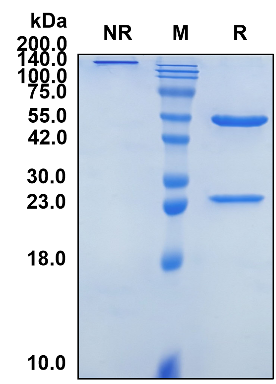 (Burosumab)Biosimilar Reference Antibody(FGF23)