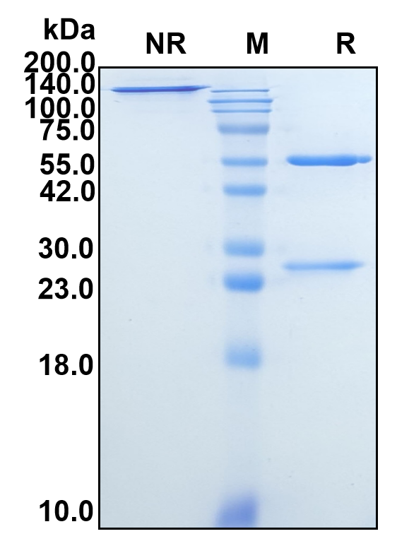 (Calpurbatug)Biosimilar Reference Antibody(Bacteria Proteins HU and IHF)