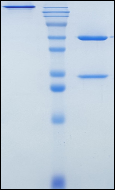 (Canakinumab)Biosimilar Reference Antibody(IL1B)