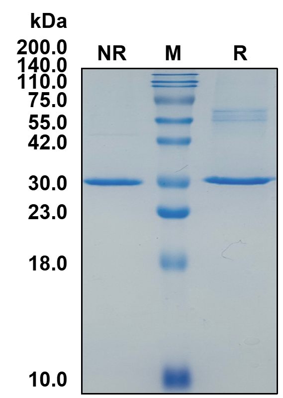 (Caplacizumab)Biosimilar Reference Antibody(VWF)(CAS NO:915810-67-2)