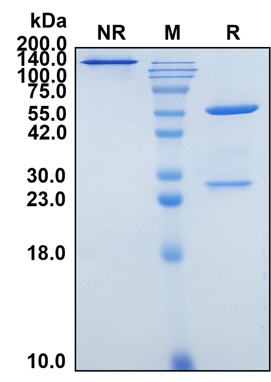 (Carlumab)Biosimilar Reference Antibody(CCL2/MCP1)