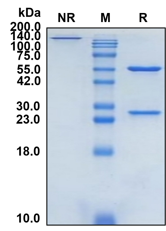 (Cendakimab)Biosimilar Reference Antibody(IL13)