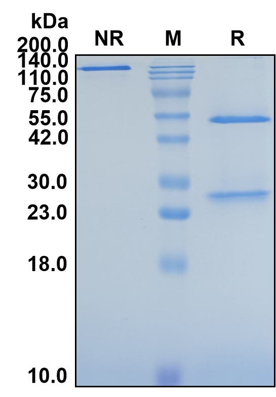 (Cepeprubart)Biosimilar Reference Antibody(SELPLG/CD162/PSGL1)