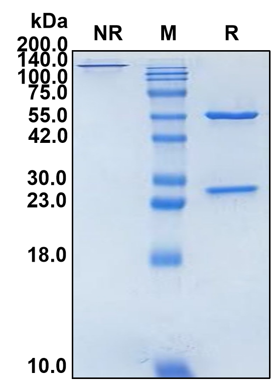 (Cergutuzumab)Biosimilar Reference Antibody(CEACAM5/CD66e)