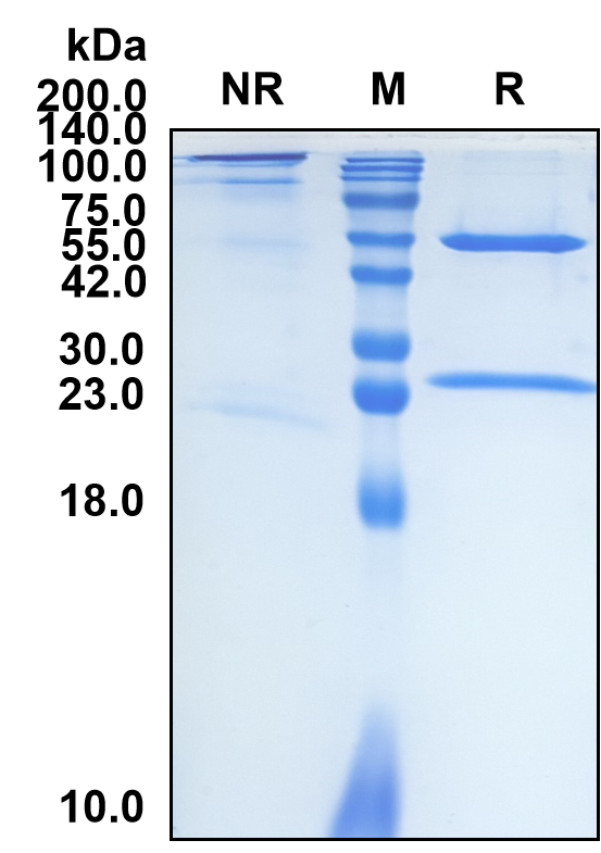 (Cinrebafusp)Biosimilar Reference Antibody(ERBB2/CD340/HER2)(CAS NO:2218515-90-1)