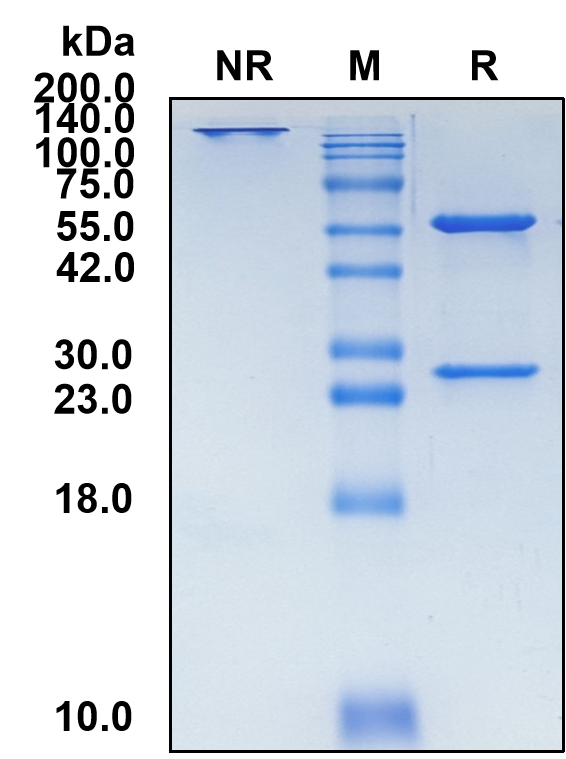 (Clesrovimab)Biosimilar Reference Antibody(RSV gpF)