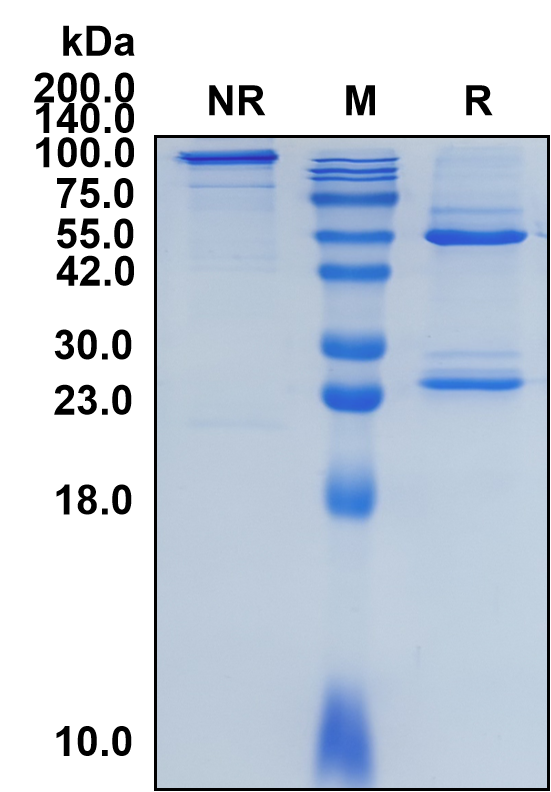 (Cobolimab)Biosimilar Reference Antibody(HAVCR2/TIM3)