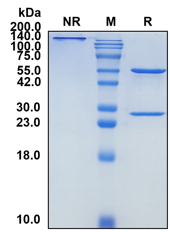 (Coltuximab)Biosimilar Reference Antibody(CD19)